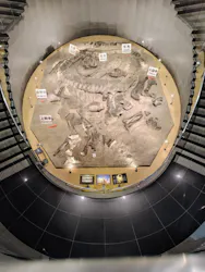 福井県立恐竜博物館に投稿された画像(2026/6/23)