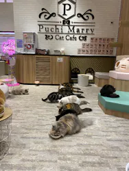 猫カフェPuchiMarry イオンモール高岡店に投稿された画像(2026/6/24)