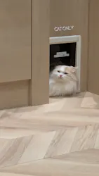 猫カフェモカ イオンモール岡山店に投稿された画像(2026/6/26)