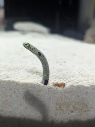 シン・マリホ水族館に投稿された画像(2026/6/28)