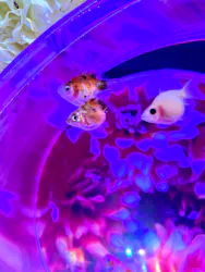 沖縄金魚ミュージアムに投稿された画像(2026/6/28)