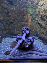 仙台うみの杜水族館に投稿された画像(2026/6/28)
