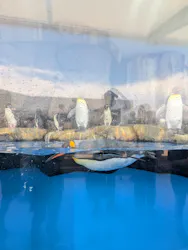 仙台うみの杜水族館に投稿された画像(2026/6/28)