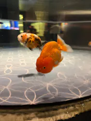 すみだ水族館に投稿された画像(2026/6/30)