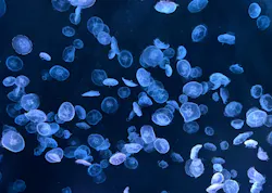 すみだ水族館に投稿された画像(2026/6/30)