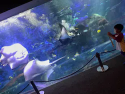 大分マリーンパレス水族館 「うみたまご」に投稿された画像(2026/7/1)