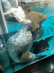 大分マリーンパレス水族館 「うみたまご」に投稿された画像(2026/7/1)