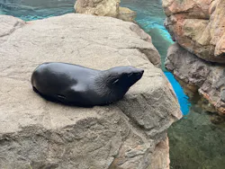 京都水族館に投稿された画像(2026/7/1)