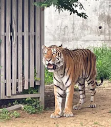 天王寺動物園に投稿された画像(2026/7/1)