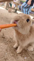 しろとり動物園に投稿された画像(2026/7/1)