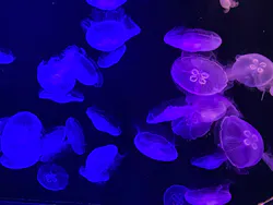 マリンワールド海の中道に投稿された画像(2026/7/3)