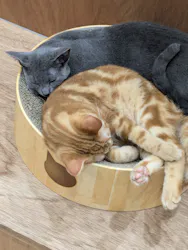 Cat Café MOFF イーアス沖縄豊崎店に投稿された画像(2026/7/3)