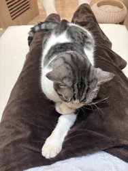 猫カフェモカ イオンモール幕張新都心店に投稿された画像(2026/7/4)