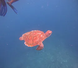 石垣島 ウミガメシュノーケル マリンショップHAPPYに投稿された画像(2026/7/4)