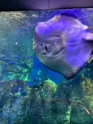大分マリーンパレス水族館 「うみたまご」に投稿された画像(2026/7/4)