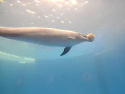 大分マリーンパレス水族館 「うみたまご」に投稿された画像(2026/7/4)