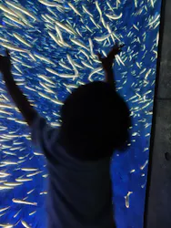 大分マリーンパレス水族館 「うみたまご」に投稿された画像(2026/7/4)
