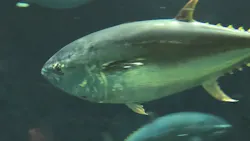 葛西臨海水族園に投稿された画像(2026/7/4)
