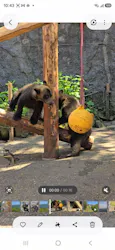 のぼりべつクマ牧場に投稿された画像(2026/7/5)