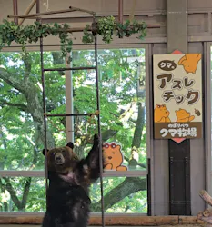 のぼりべつクマ牧場に投稿された画像(2026/7/5)