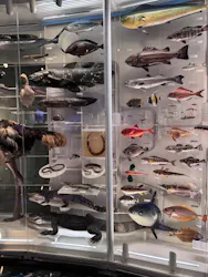 国立科学博物館に投稿された画像(2026/7/5)