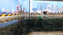 しながわ水族館に投稿された画像(2026/7/5)
