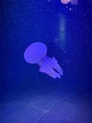 マリンワールド海の中道に投稿された画像(2026/7/5)