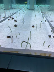 すみだ水族館に投稿された画像(2026/7/5)