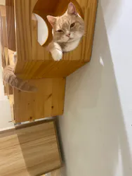 Moff animal cafe イオンモール成田店に投稿された画像(2026/7/6)