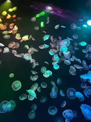 すみだ水族館に投稿された画像(2026/7/6)
