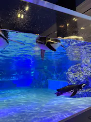 すみだ水族館に投稿された画像(2026/7/7)