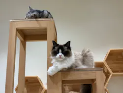 Cat Café MOFF コクーンシティさいたま新都心店に投稿された画像(2026/7/7)