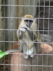 天王寺動物園に投稿された画像(2026/7/7)