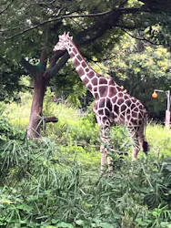 天王寺動物園に投稿された画像(2026/7/7)