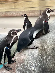 天王寺動物園に投稿された画像(2026/7/7)