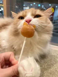 猫カフェMOCHA イオンモール Nagoya Noritake Garden店に投稿された画像(2026/7/8)