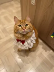猫カフェMOCHA イオンモール Nagoya Noritake Garden店に投稿された画像(2026/7/8)