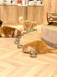 猫カフェMOCHA イオンモール Nagoya Noritake Garden店に投稿された画像(2026/7/8)