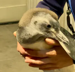 すみだ水族館に投稿された画像(2026/7/9)
