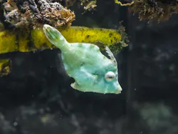 幼魚水族館に投稿された画像(2026/7/9)