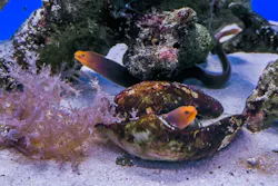 幼魚水族館に投稿された画像(2026/7/9)