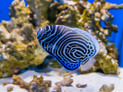 幼魚水族館に投稿された画像(2026/7/9)