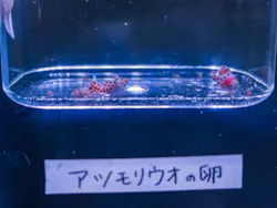 幼魚水族館に投稿された画像(2026/7/9)