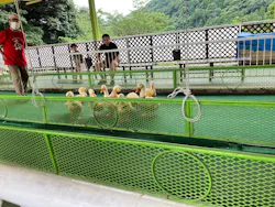 別府ケーブルラクテンチに投稿された画像(2026/7/9)