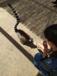 東武動物公園に投稿された画像(2026/7/9)