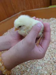 東武動物公園に投稿された画像(2026/7/9)