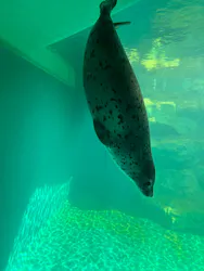 大分マリーンパレス水族館 「うみたまご」に投稿された画像(2026/7/9)