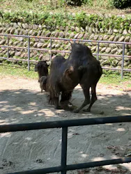 広島市安佐動物公園に投稿された画像(2026/7/10)