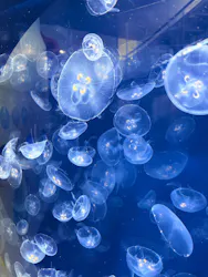 葛西臨海水族園に投稿された画像(2026/7/10)