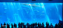 沖縄美ら海水族館に投稿された画像(2026/7/10)